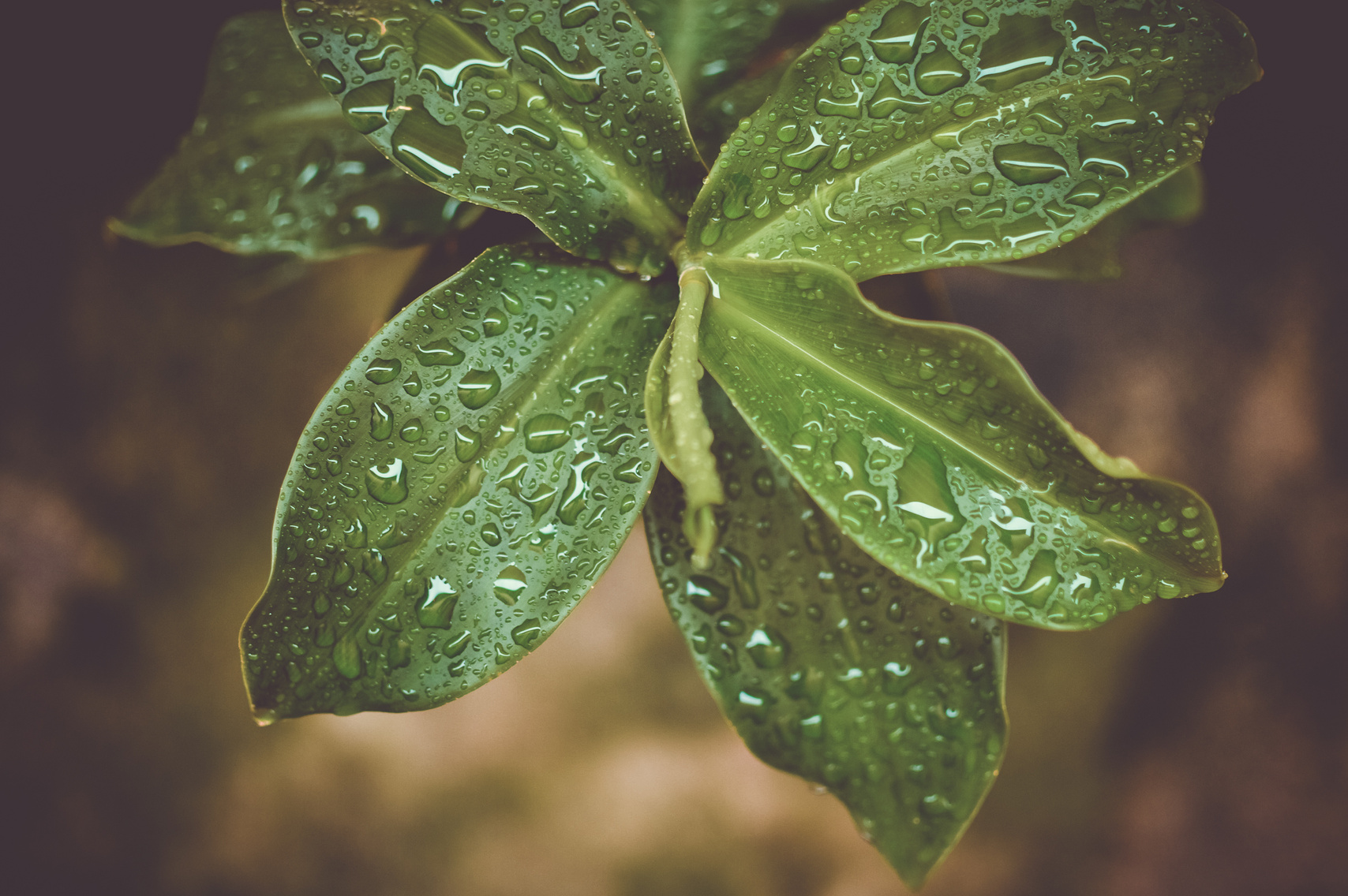 Microshot Photography on Green Plant